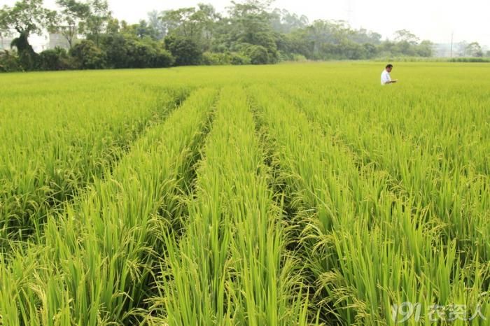 关于水稻的宽窄行种植…