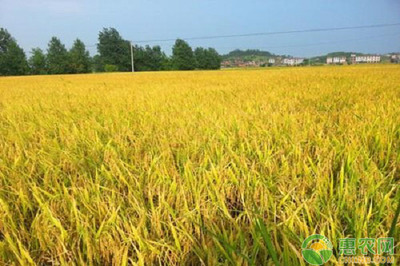 关于水稻高产知识之病虫害防治的问答