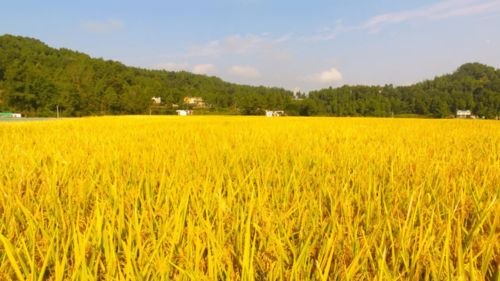 农业园区化 四川恩阳25.7万亩水稻获丰收